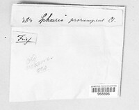 Eutypa prorumpens image